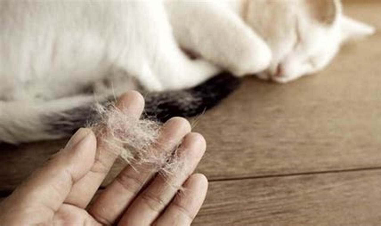 Cara Mengatasi Bulu Kucing Rontok